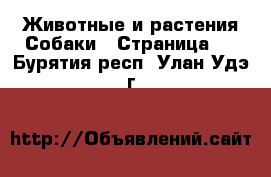 Животные и растения Собаки - Страница 7 . Бурятия респ.,Улан-Удэ г.